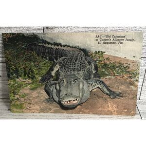 Vintage Ephemera‎ St. Augustine Florida Alligator Postcard Memorabilia Souvenir